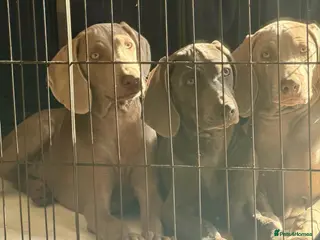 Weimaraner dogs 🐾LAST REMAINING READY 2 LEAVE🐾KC Reg Weimaraner - Advert 1