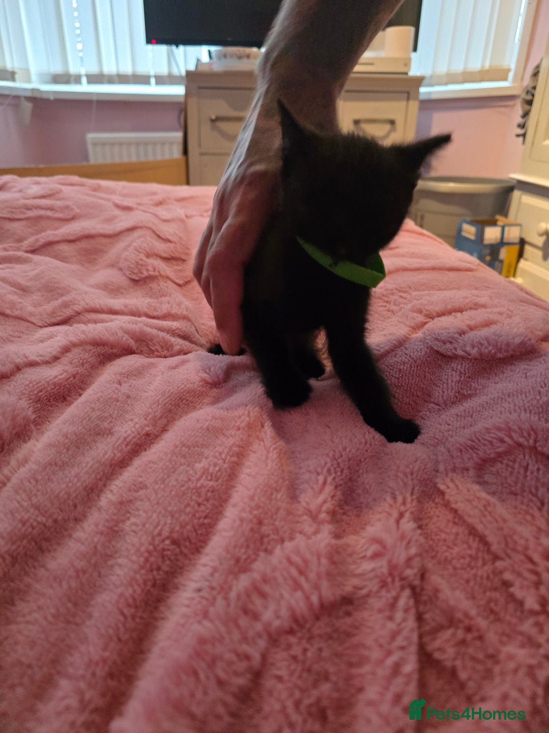 British Longhair cats for sale: Ready for their forever homes!! - Image 9