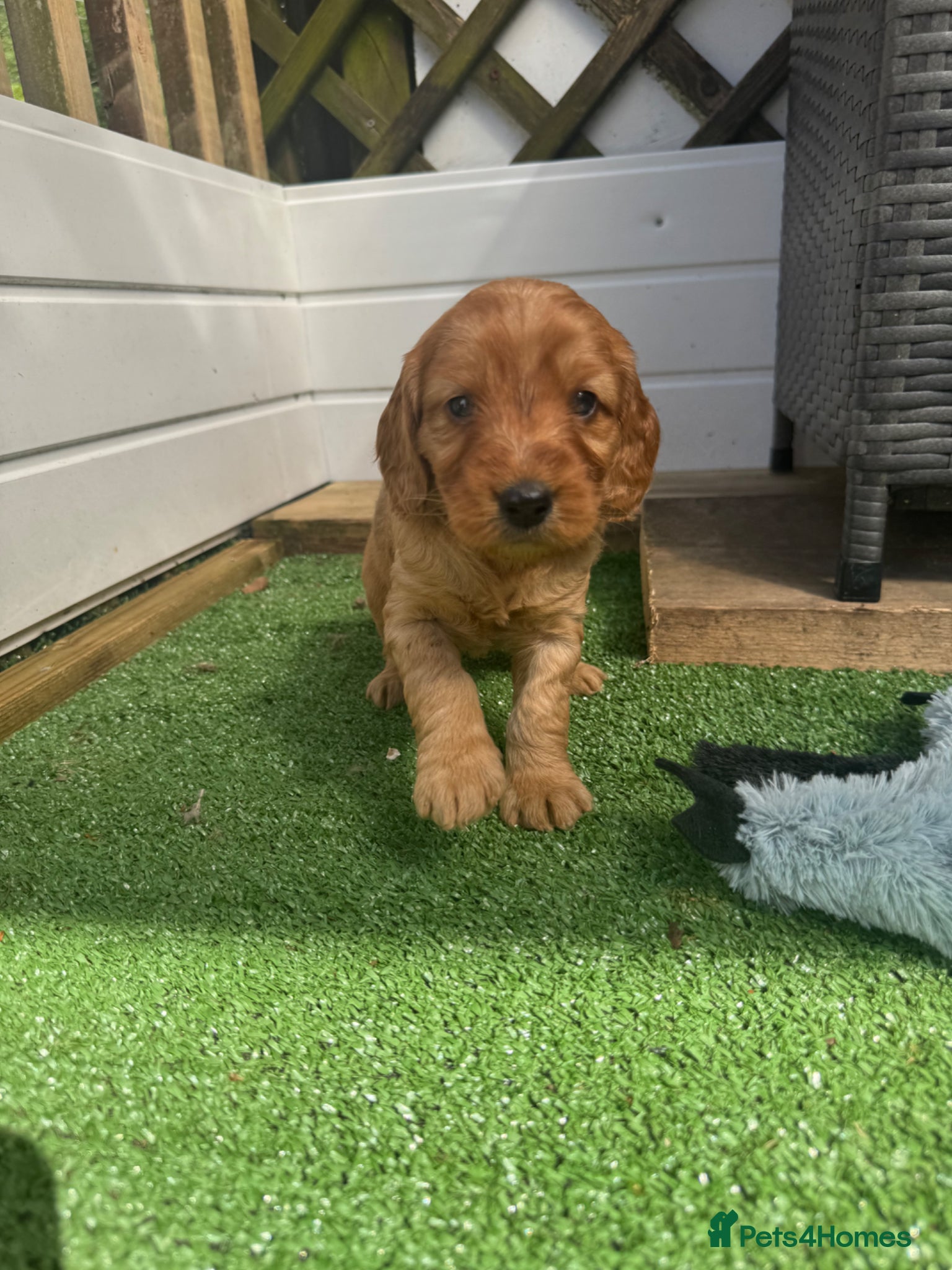 Cockapoo dogs for sale: Health Tested Parents- 2 F1 cockapoo puppies - Advert 1