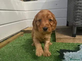 Cockapoo dogs for sale: Health Tested Parents- 2 F1 cockapoo puppies - Advert 1