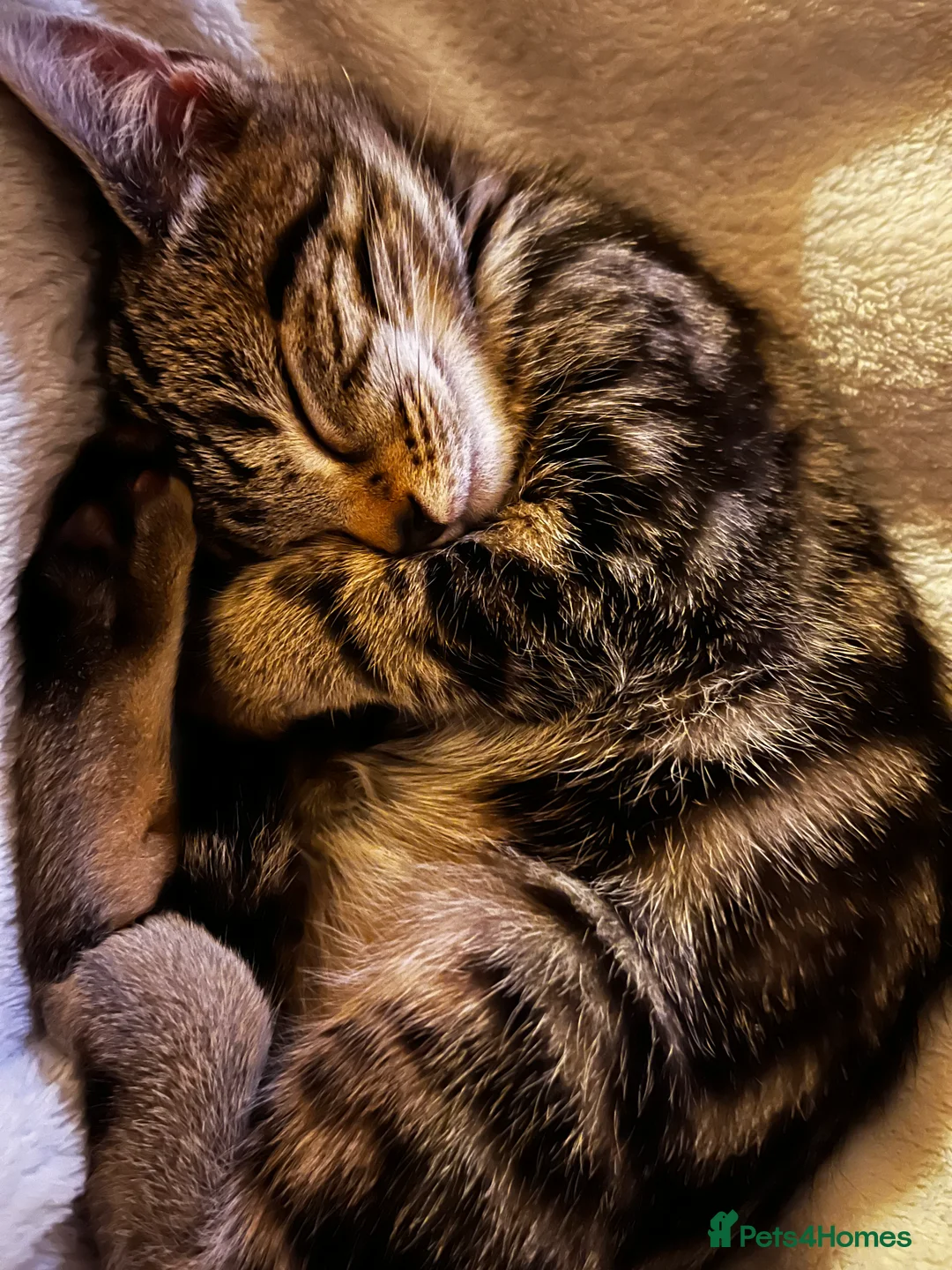 Bengal cats for sale:  Glittery Bengal X KittensWith Famous References!  - Advert 23