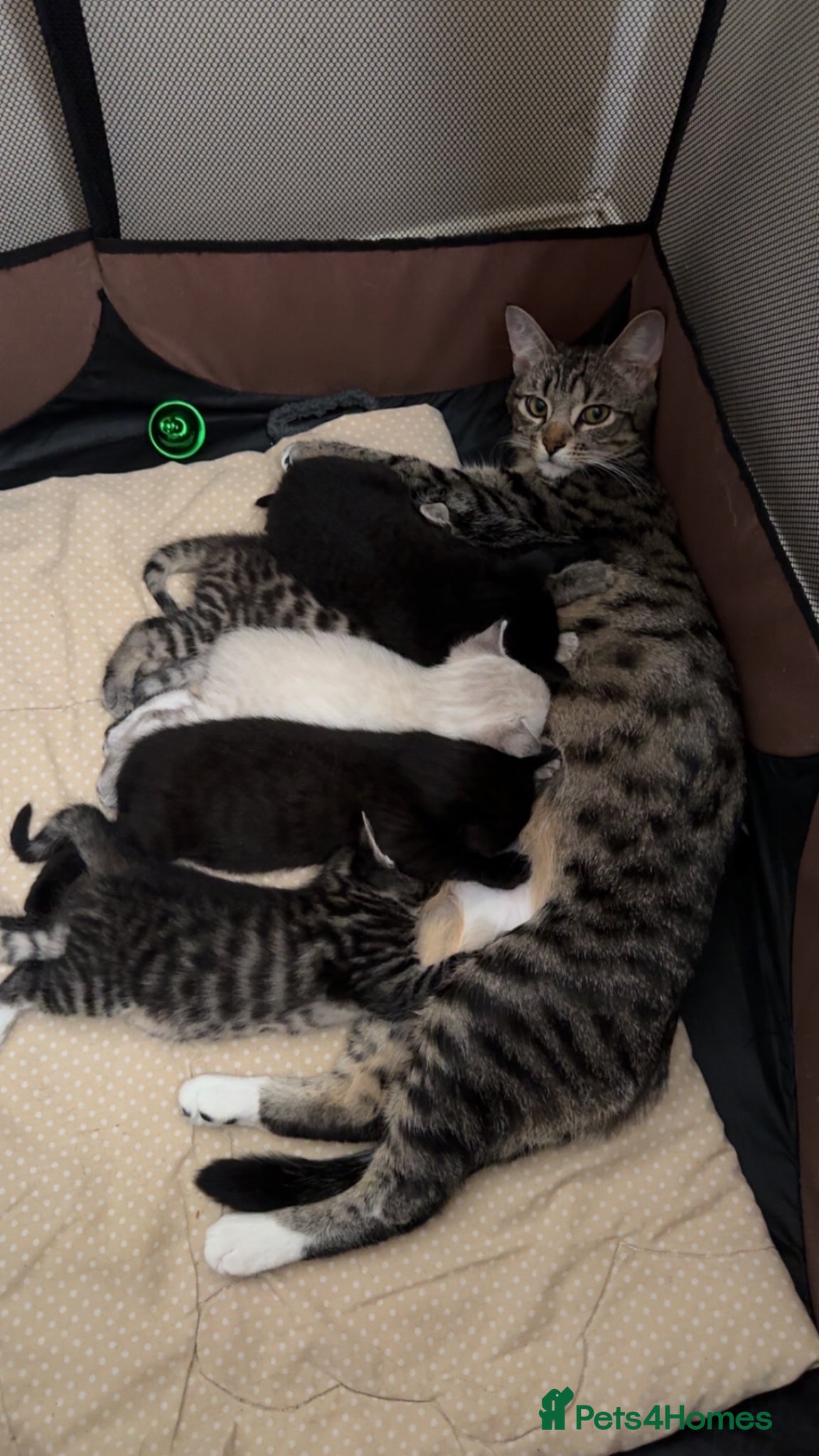 Bengal cats Cute Bengal kittens  - Advert 14