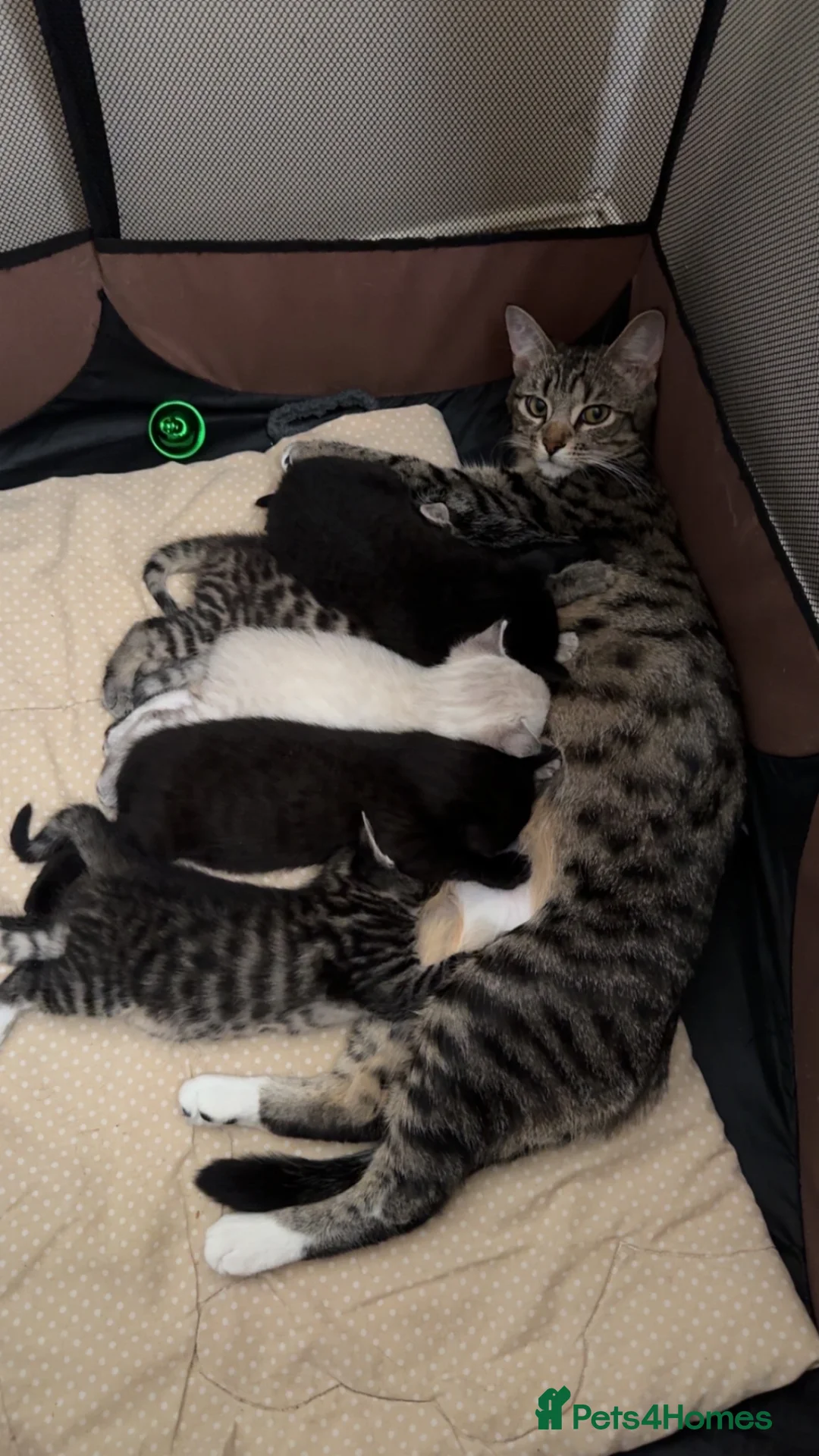 Bengal cats for sale: 2 cute bengals looking for forever homes  - Advert 2
