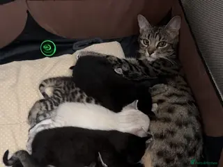 Bengal cats Cute Bengal kittens - Advert 14