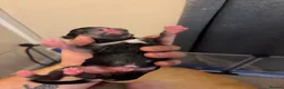 Borador dogs for sale: 7 Labrador cross collie pups.  in Kirkcaldy - Advert 4