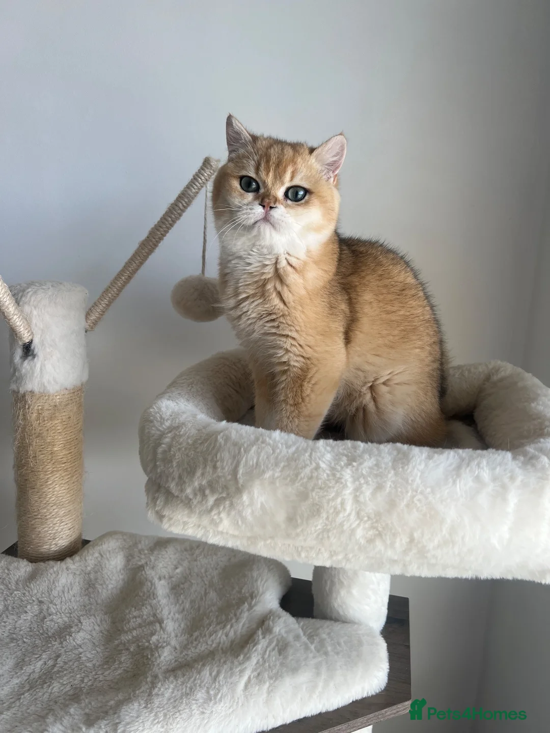 British Shorthair cats for sale: 6 Month Ny12 Golden BSH Boy from European Parents - Advert 2