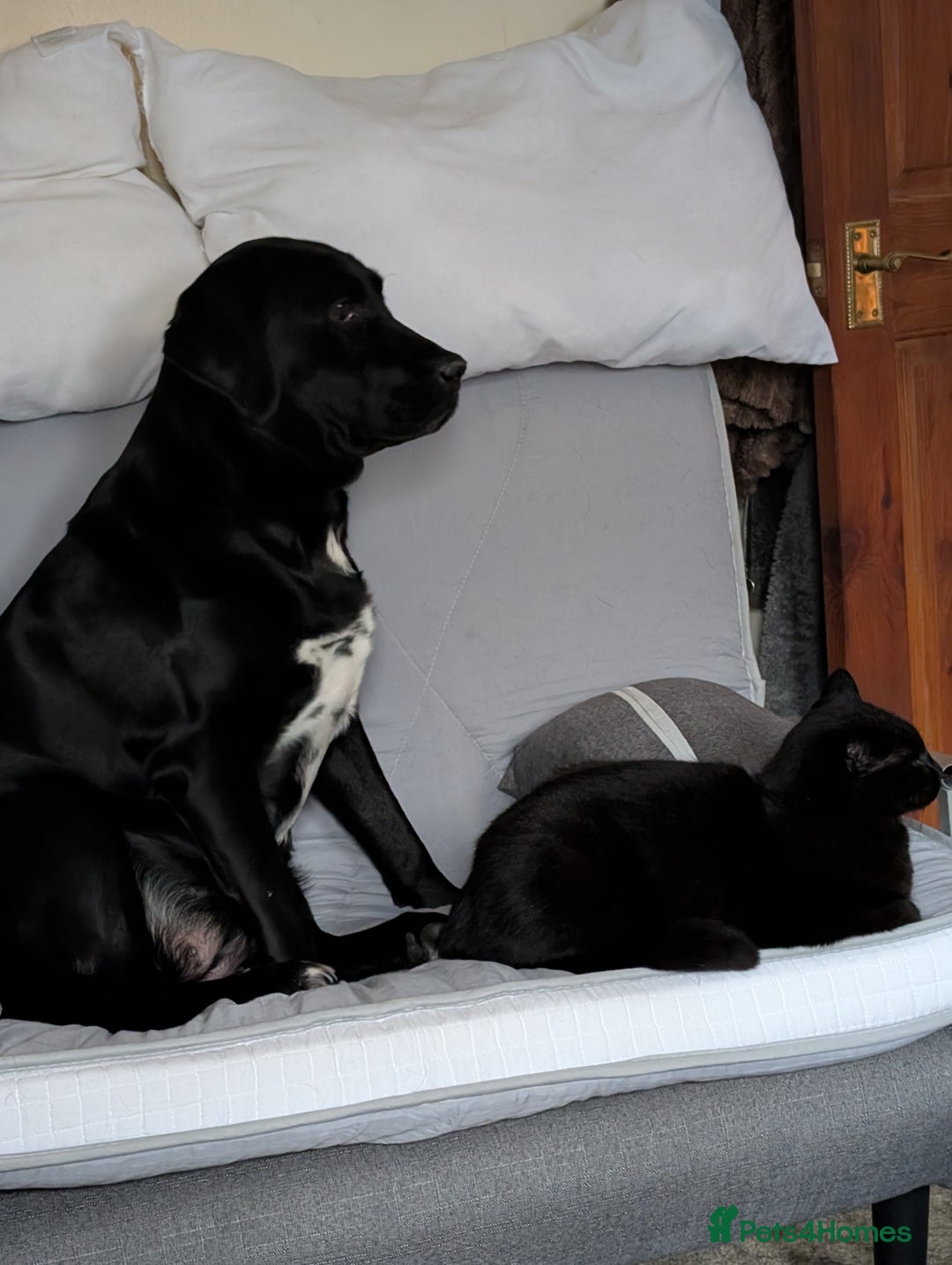 Borador dogs for sale: Labrador cross collie  - Image 2
