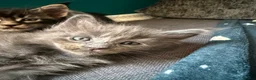 Maine Coon cats for sale: Affectionate, Pedigree Maine Coon Kittens: - Advert 20