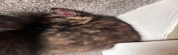 Mixed Breed cats for sale: Mixed main coone kittens  - Advert 3