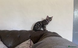 Bengal cats for sale: 2 gorgeous Bengal girls  - Image 7