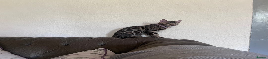 Bengal Kitten 1