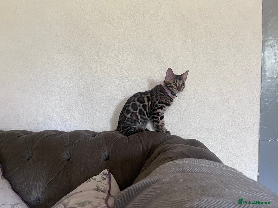 Bengal cats for sale: 2 gorgeous Bengal girls  - Image 7
