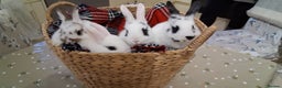 Netherland Dwarf rabbits for sale: cute Netherland dwarf cross babies - Advert 2