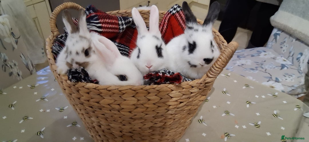 Netherland Dwarf rabbits for sale: cute Netherland dwarf cross babies - Advert 2