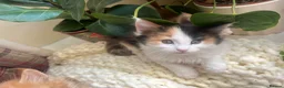 Maine Coon cats for sale: Stunning MaineCoon Kittens–Champion Bloodline in Plymouth - Advert 12