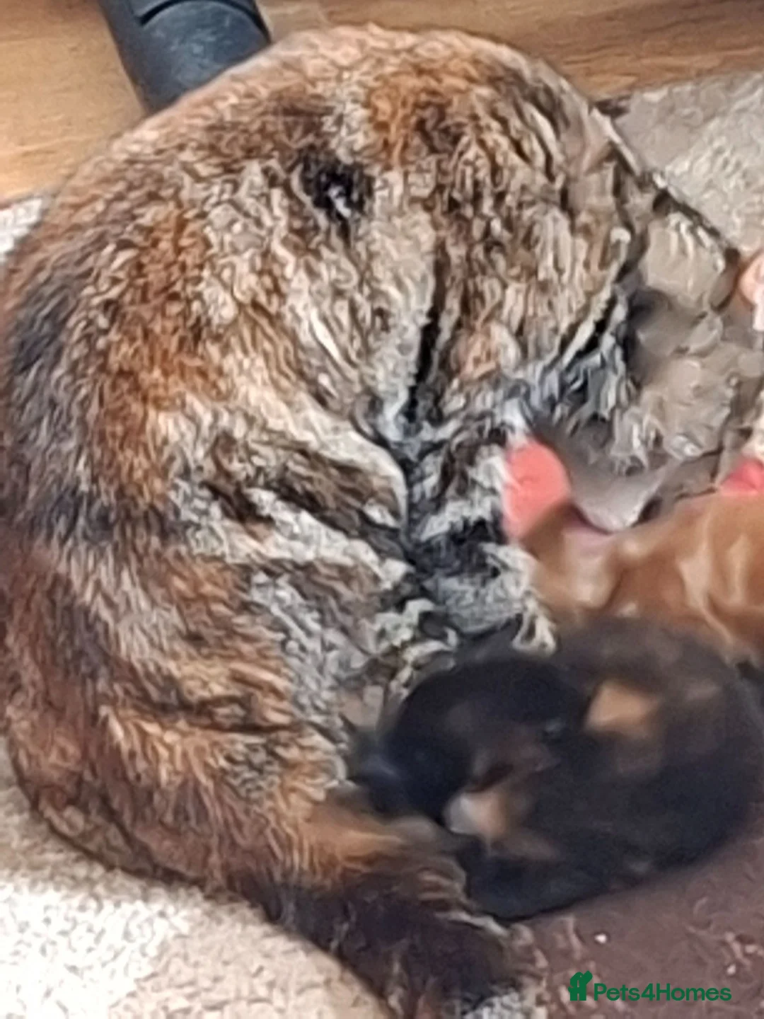 Mixed Breed cats for sale: Beautiful mixed kittens - Advert 15