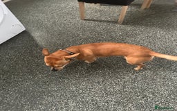 Chiweenie dogs for sale: 2 year old male looking for forever home  in Evesham - Image 2