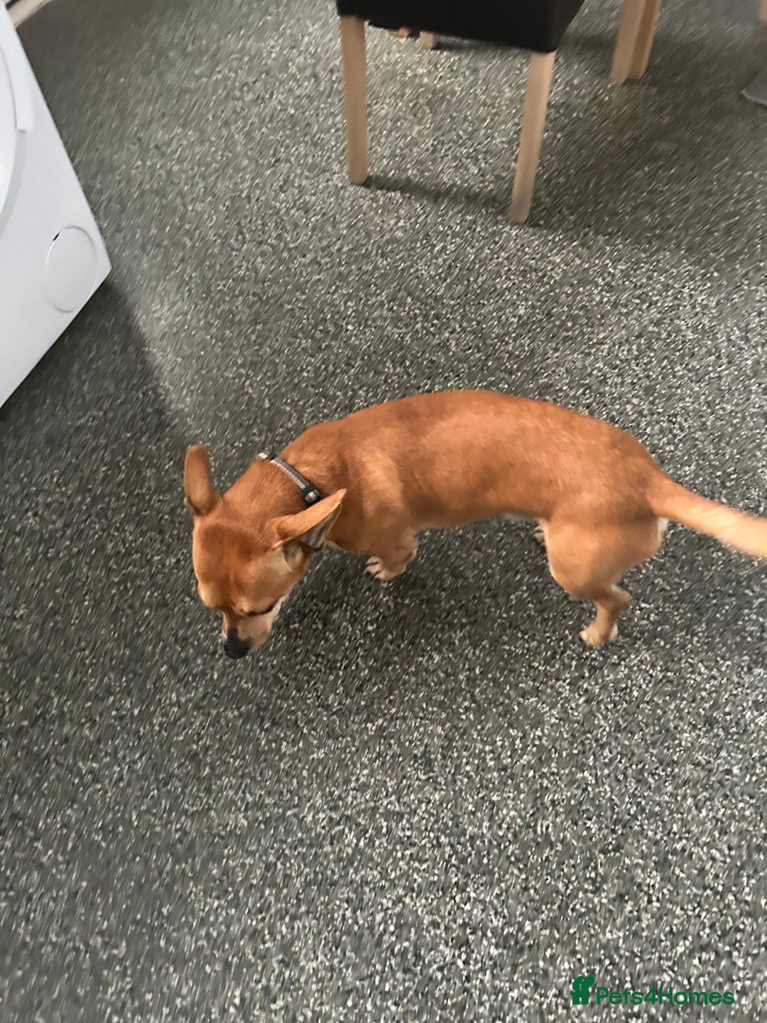 Chiweenie dogs for sale: 2 year old male looking for forever home  in Evesham - Image 2