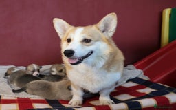 Welsh Corgi Pembroke dogs for sale: Show quality puppies - Image 3
