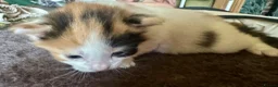Mixed Breed cats for sale: Star has had a lovely litter of 5! - Advert 10