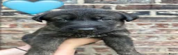 German Shepherd dogs for sale: Dutch shepherd x German shepherd puppies for sale in Stockport - Advert 2