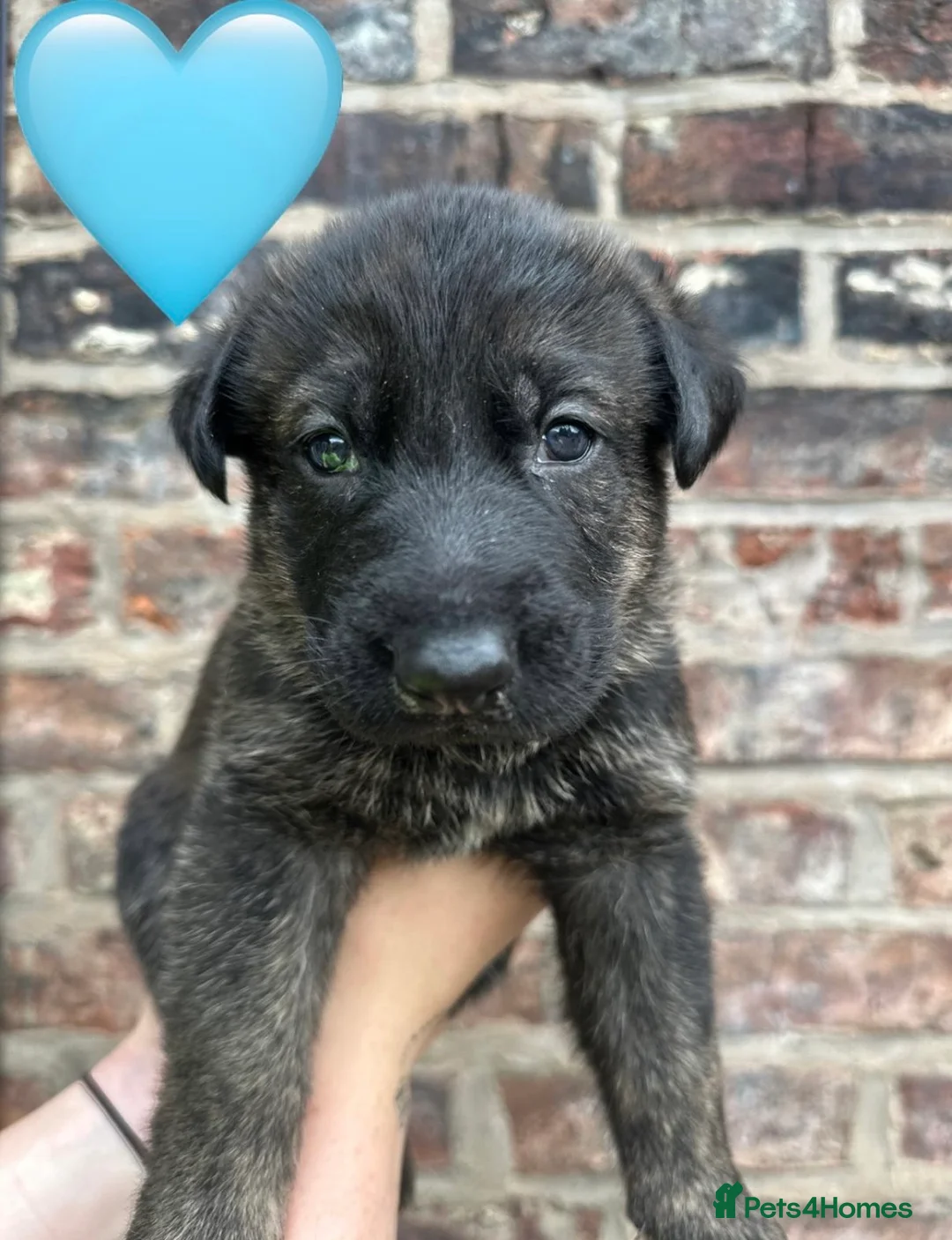 German Shepherd dogs for sale: Dutch shepherd x German shepherd puppies for sale in Stockport - Advert 2