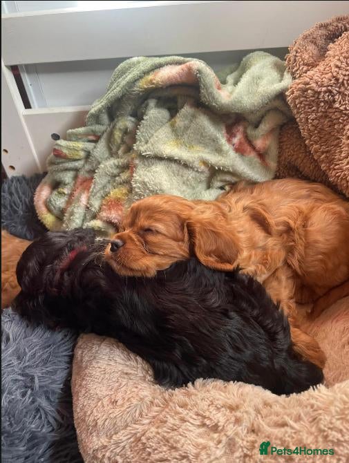 Cavalier King Charles Spaniel dogs Beautiful Cavalier King Charles Spaniel Puppies - Advert 1