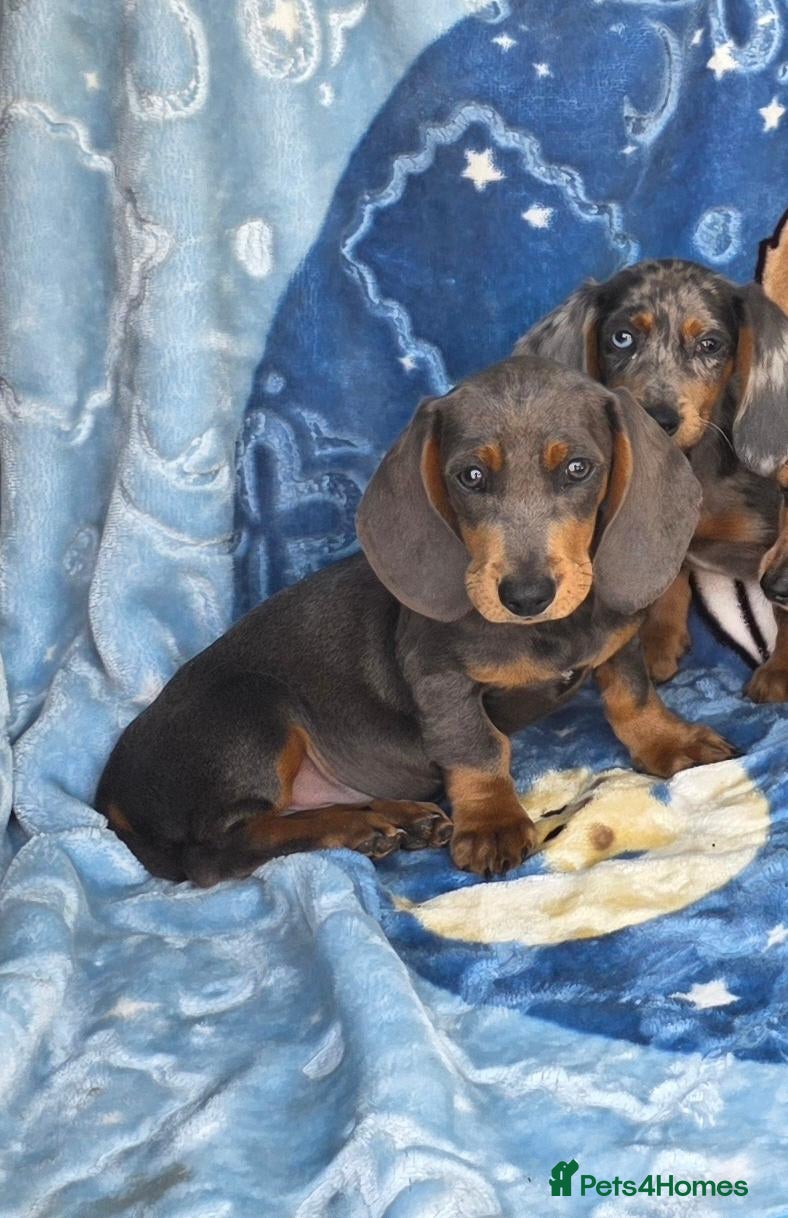 Dachshund dogs Beautiful dachshunds 2 left - Advert 6