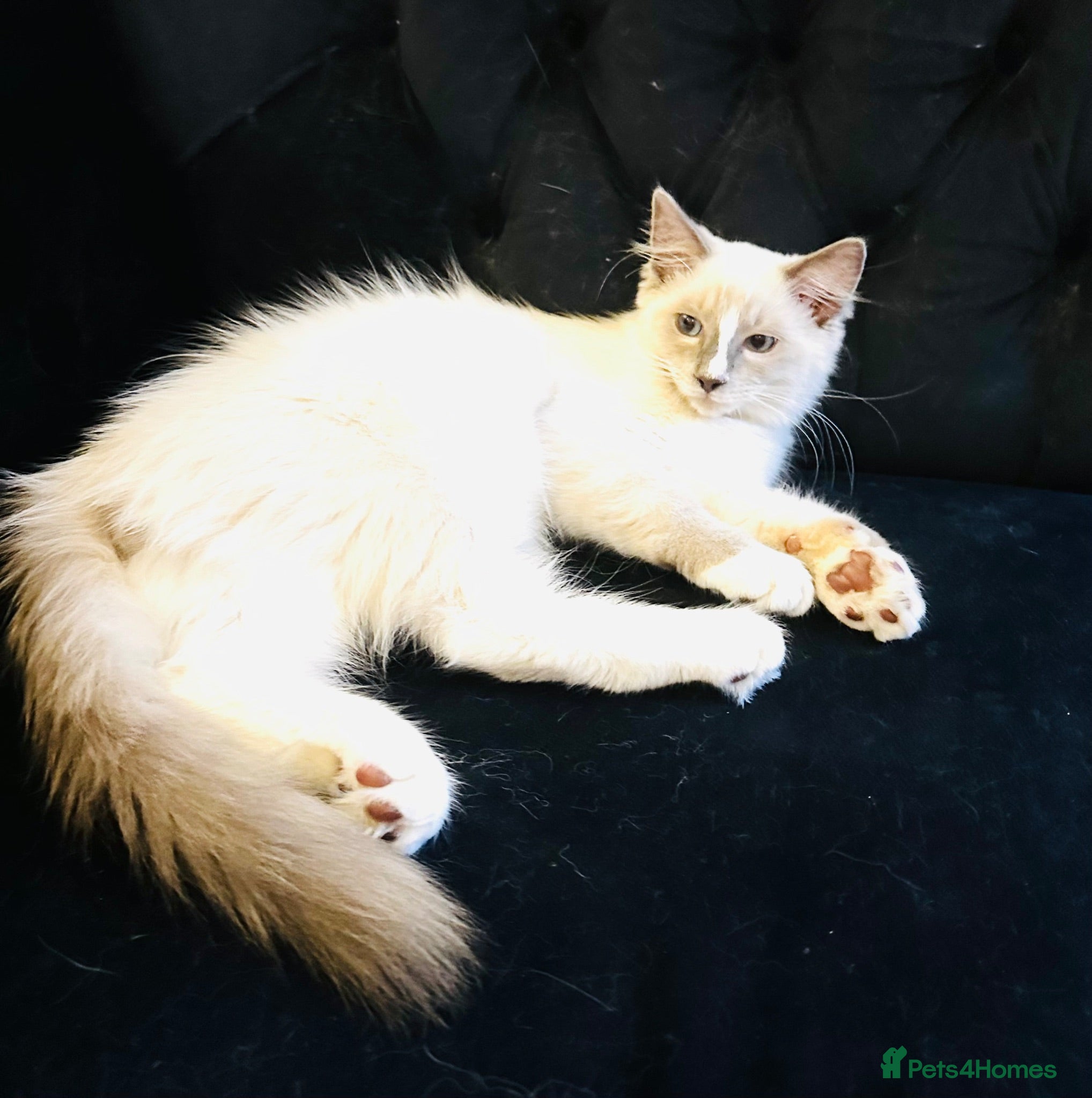 Ragdoll cats GCCF RAGDOLL KITTEN READY NOW - Advert 1