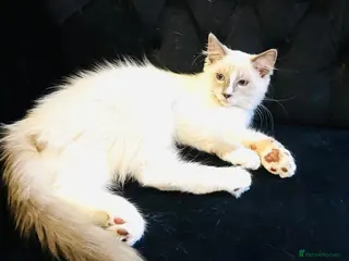 Ragdoll cats GCCF RAGDOLL KITTEN READY NOW - Advert 1