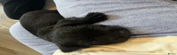 Patterdale Terrier dogs for sale: Patterdale pups in Barry - Advert 7