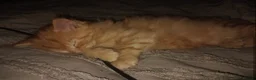 Mixed Breed cats for sale: female ginger kitten  in Basildon - Advert 2