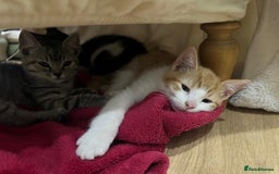Mixed Breed cats for sale: 2 kittens  in Grays - Image 3