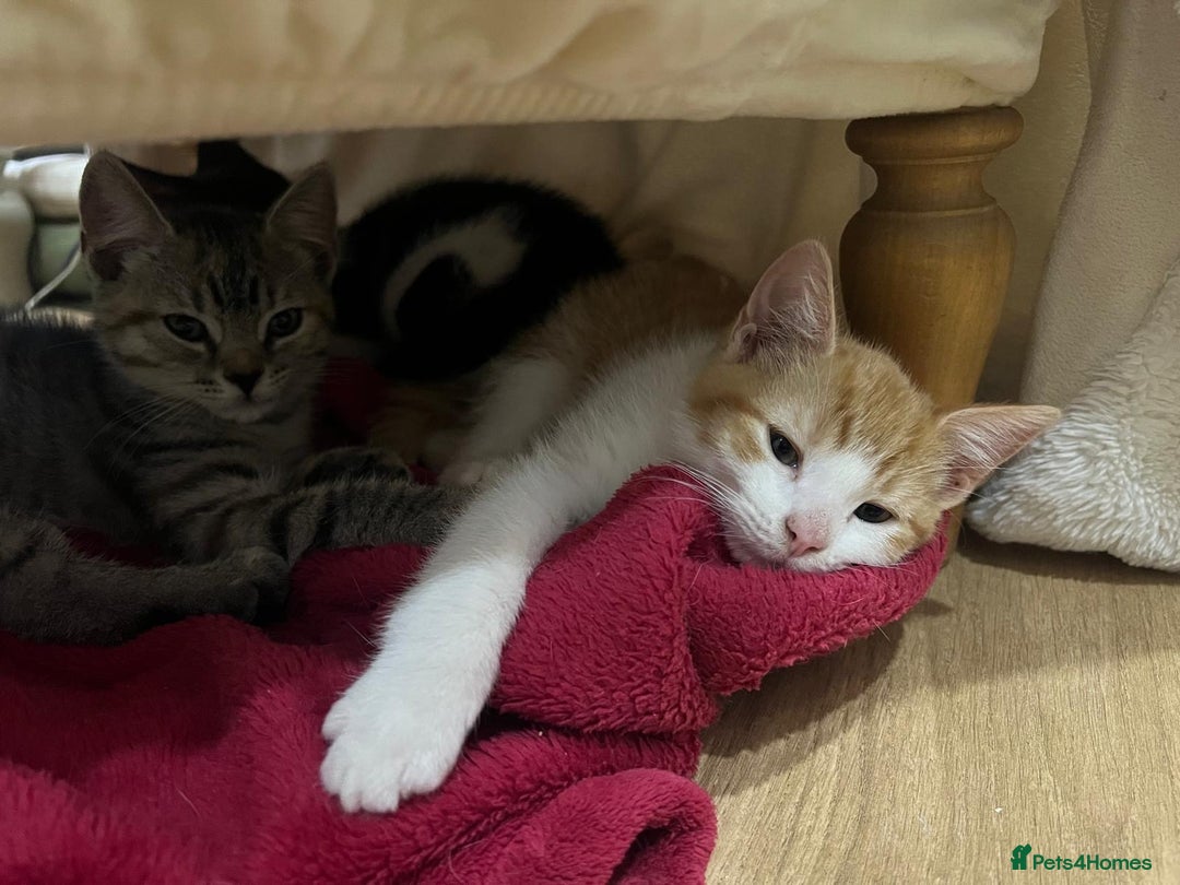Mixed Breed cats for sale: 2 kittens  in Grays - Image 3