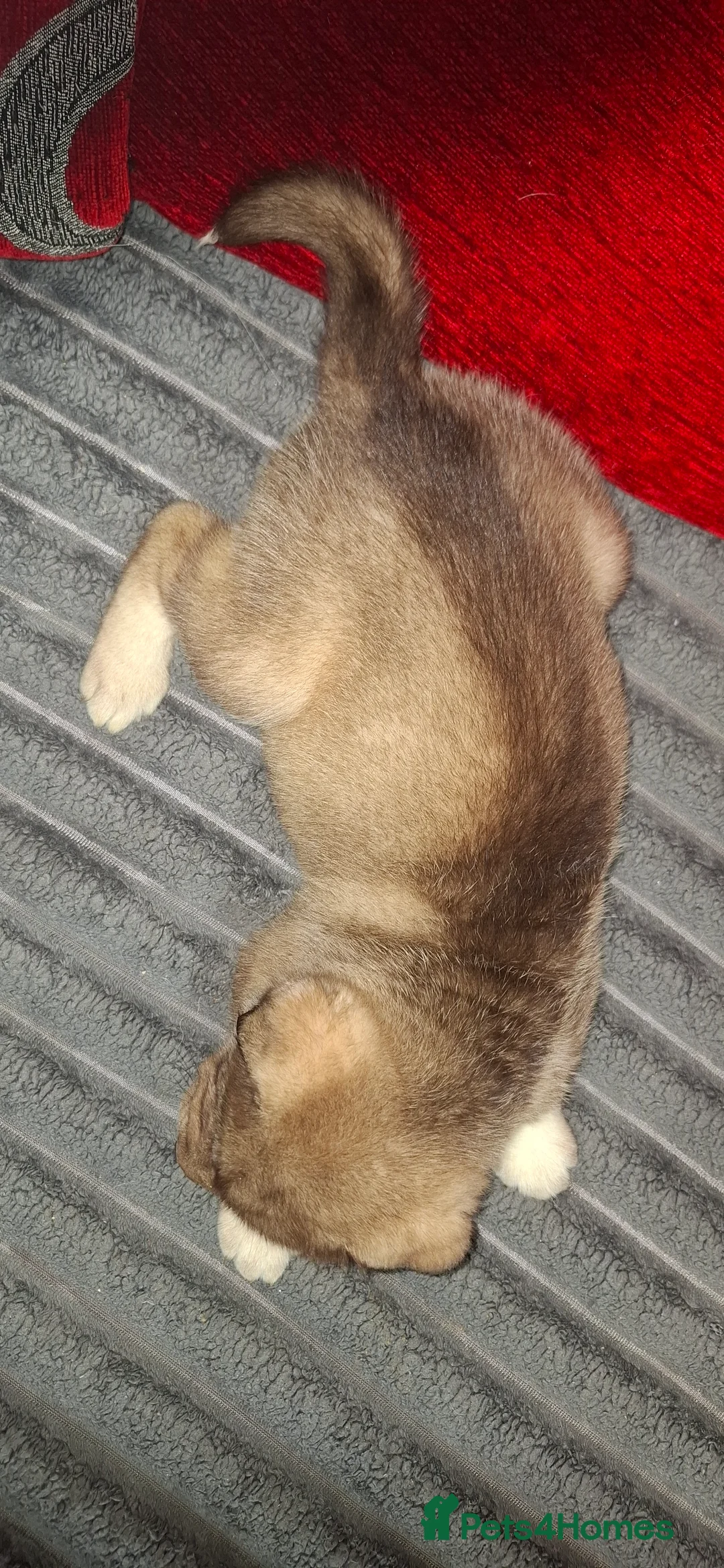 Mixed Breed dogs for sale: Siberian husky + Rus A Pei - Advert 30