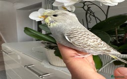 Budgerigars birds for sale: Hand Tame male crested baby budgie  - Image 5