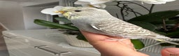 Budgerigars birds for sale: Hand Tame male crested baby budgie  - Advert 5