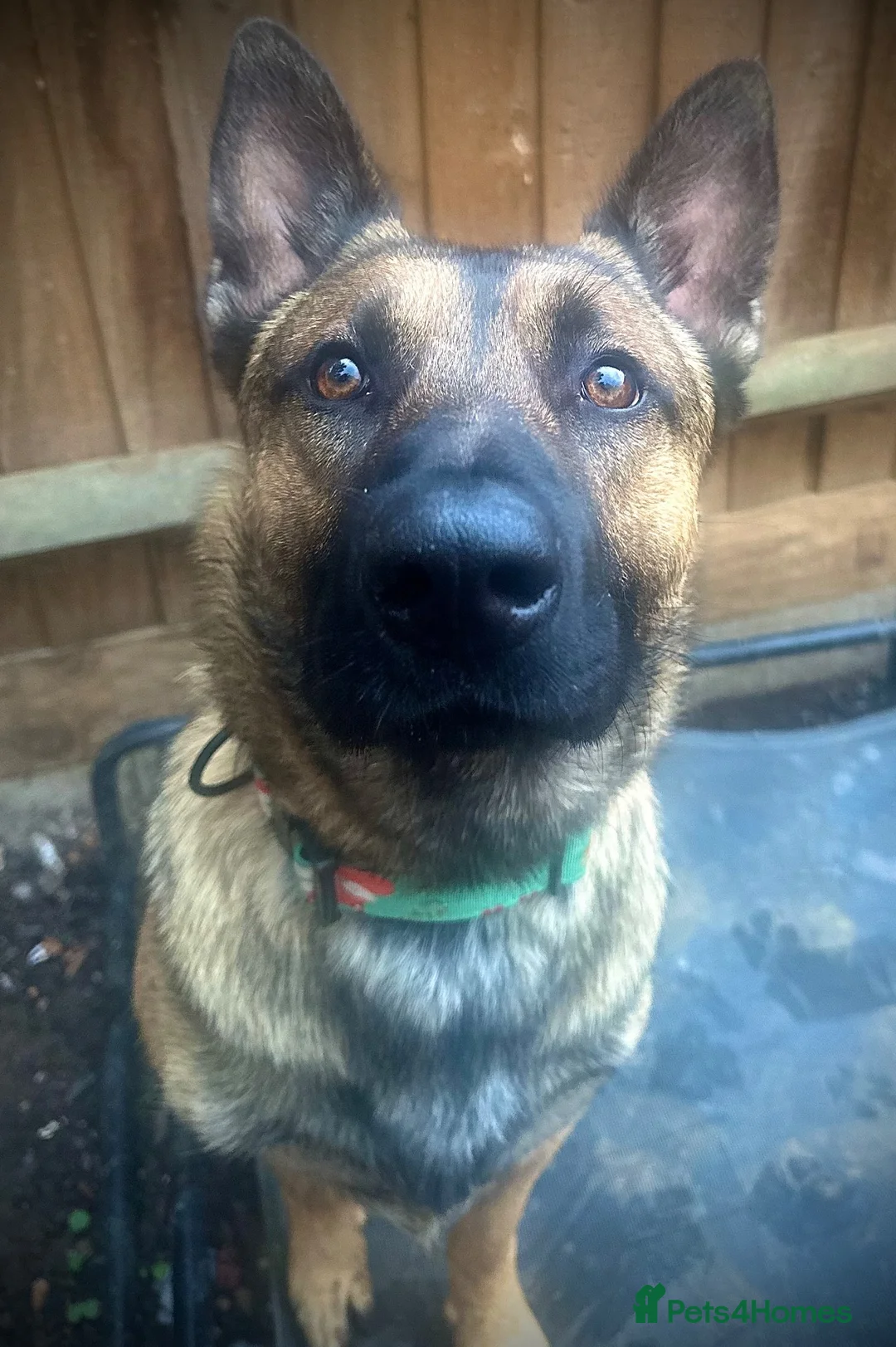 Belgian Shepherd Dog dogs for sale: 1 1/2yr old Mali mix - Advert 1