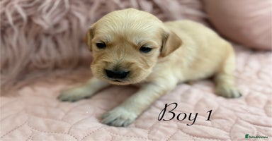 Golden Retriever dogs - Advert 2