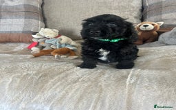 Cockapoo dogs for sale: Gorgeous F1 cockapoo puppies  - Image 9