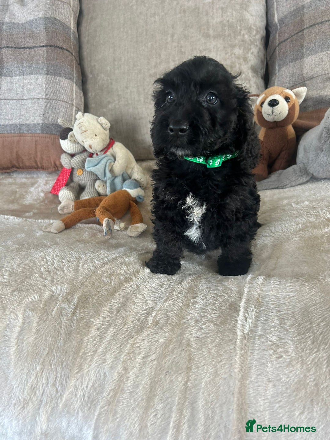 Cockapoo dogs for sale: Gorgeous F1 cockapoo puppies  - Image 9