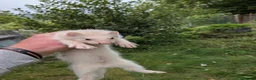 Ferret rodents for sale: Ferret kits - Advert 3