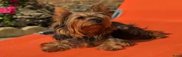 Yorkshire Terrier dogs for stud: Pedigree Yorkshire Terrier for Stud - Advert 4