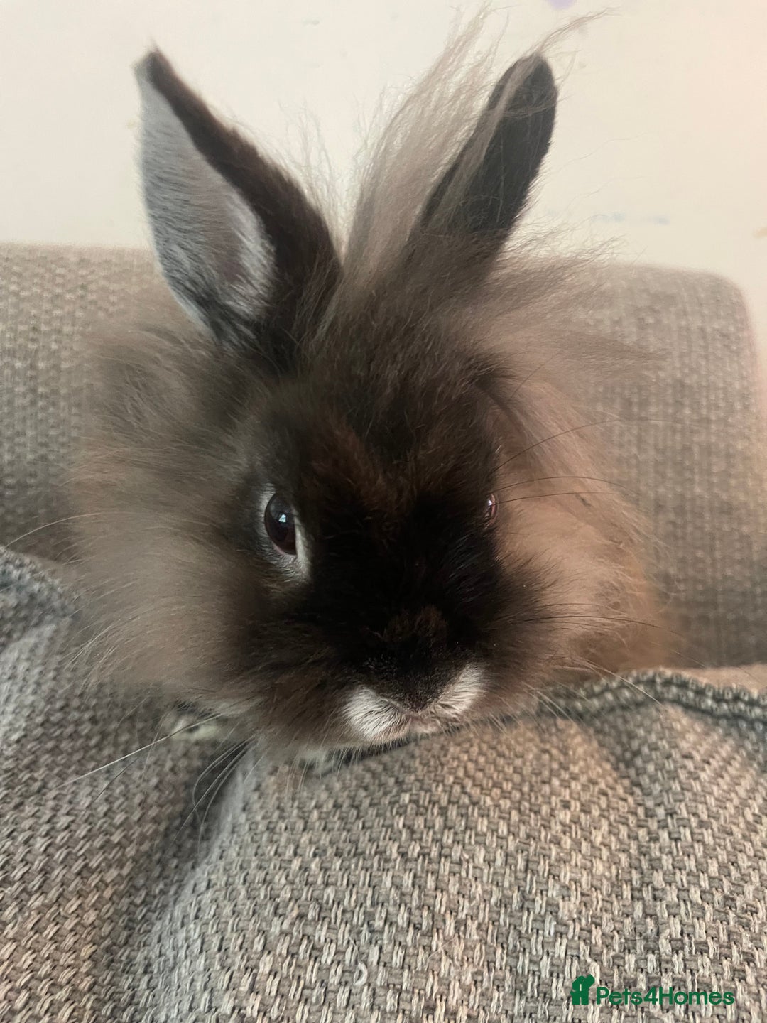 Netherland Dwarf rabbits for sale: Netherland Dwarf / Miniture Lionhead babies - Image 7