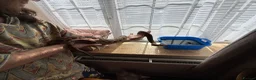 Boa Snake reptiles for sale: Brazilian Rainbow Boa - Advert 2