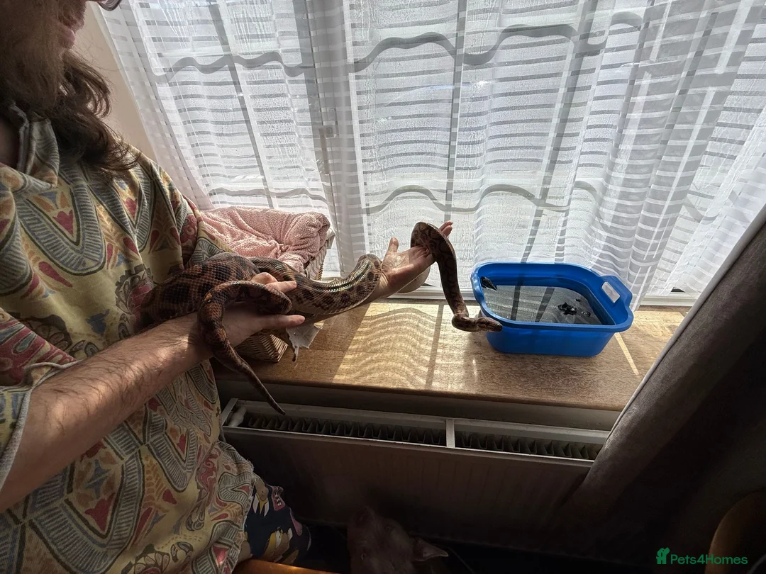 Boa Snake reptiles for sale: Brazilian Rainbow Boa - Advert 2