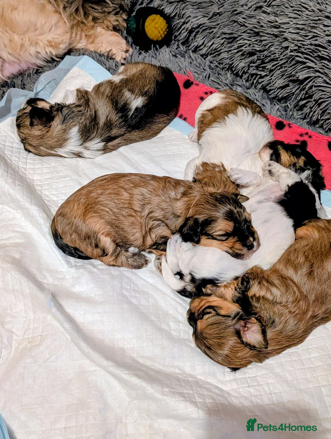 Havanese dogs for sale: Stunning House reared pure bred Havanese Babies  - Advert 8