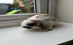 Mini Lop rabbits for sale: Pure bred mini lop bunnies - Image 4