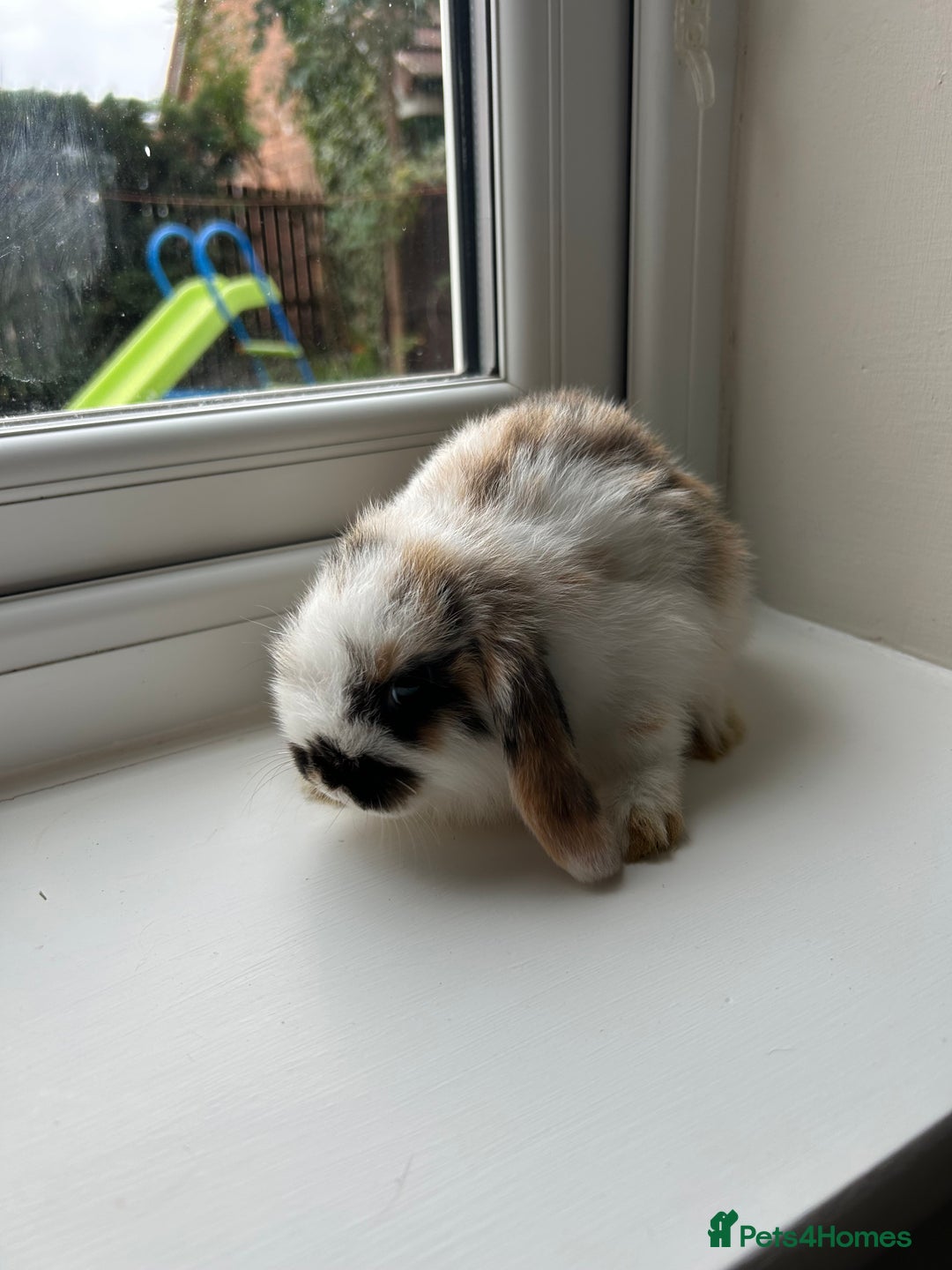 Mini Lop rabbits for sale: Pure bred mini lop bunnies - Image 4