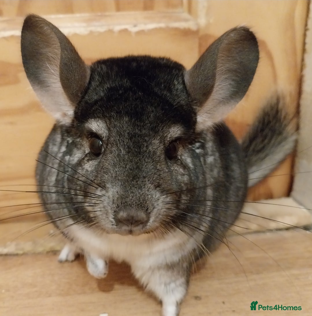 Chinchilla rodents for sale: Female chinchilla called Angel  - Advert 3